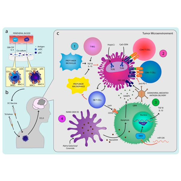 Caractérisation des Cellules Dendritiques et de leur rôle dans l’immunothérapie du glioblastome : Des études précliniques aux essais cliniques